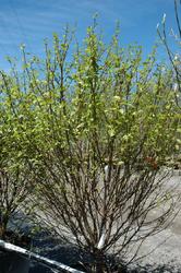 Betula Little King Clump — photo 2