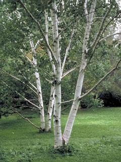 Betula papyrifera — photo 1