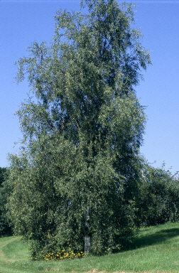 Betula pendula 'Laciniata' — photo 1