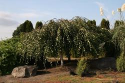 Betula pendula Youngii Contorted — photo 2
