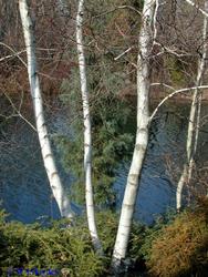 Betula platyphylla 'Whitespire' — photo 2