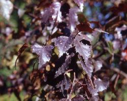 Betula populifola x 'Royal Frost' — photo 1
