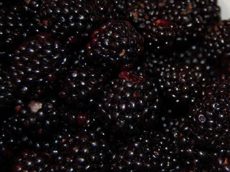 Rubus 'Chester' — photo 1