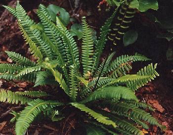 Blechnum spicant