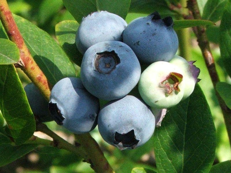 Vaccinium corymbosum 'Bluecrop'