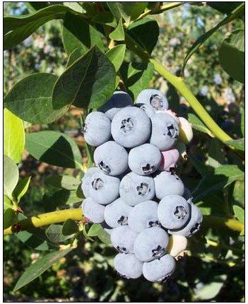 Vaccinium corymbosum 'Elliott' — photo 1
