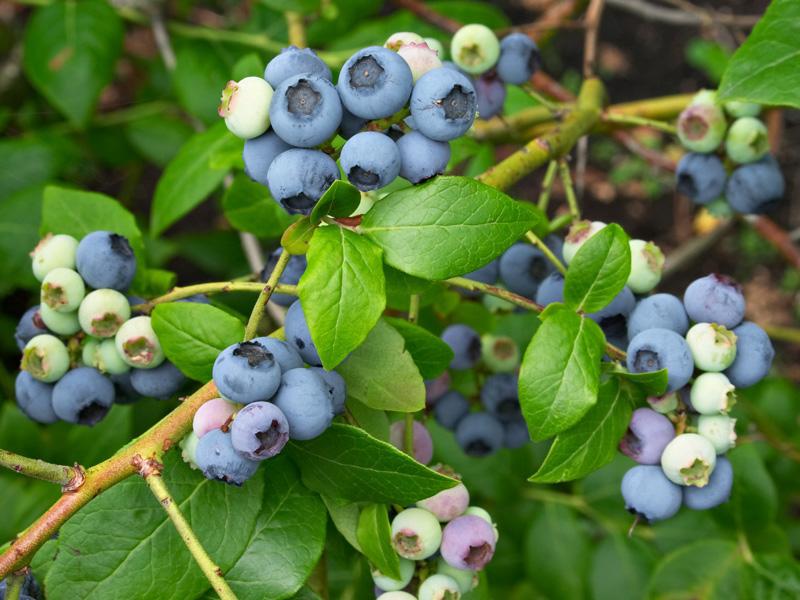 Vaccinium 'Northland'