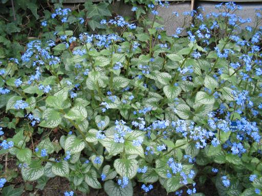 Brunnera macrophylla Jack Frost — photo 1