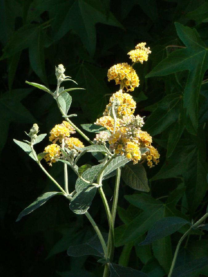 Buddleia davidii 'Honeycomb' — photo 1