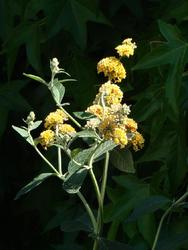Buddleia davidii 'Honeycomb' — photo 1