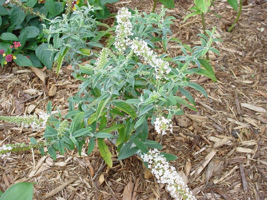 Buddleia davidii 'White Ball' — photo 1