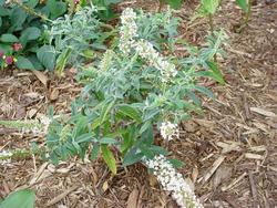 Buddleia davidii 'White Ball' — photo 1