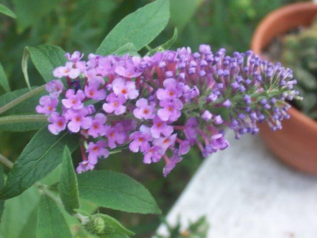 Buddleia Nanho Purple — photo 1