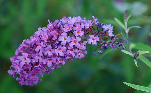 Buddleia Purple Emperor — photo 1