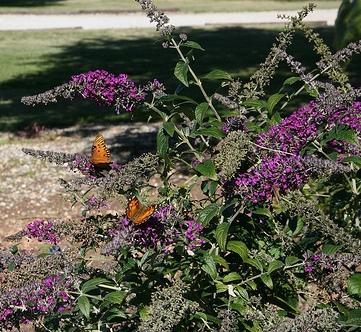 Buddleia Raspberry Wine — photo 1
