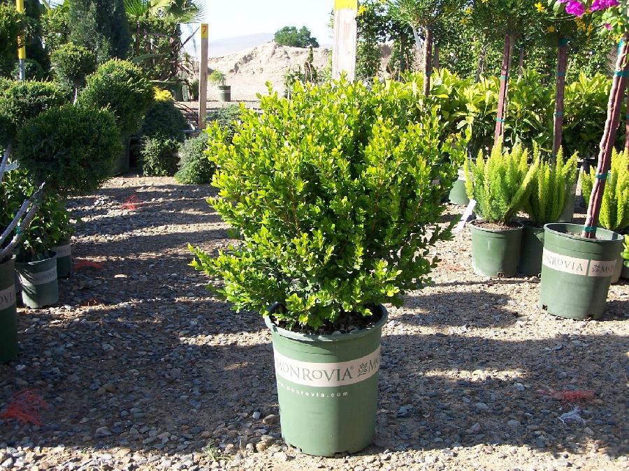 Buxus Faulkner — photo 1