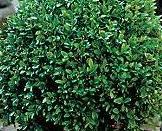 Buxus mic. var. jap. 'Green Beauty' — photo 1