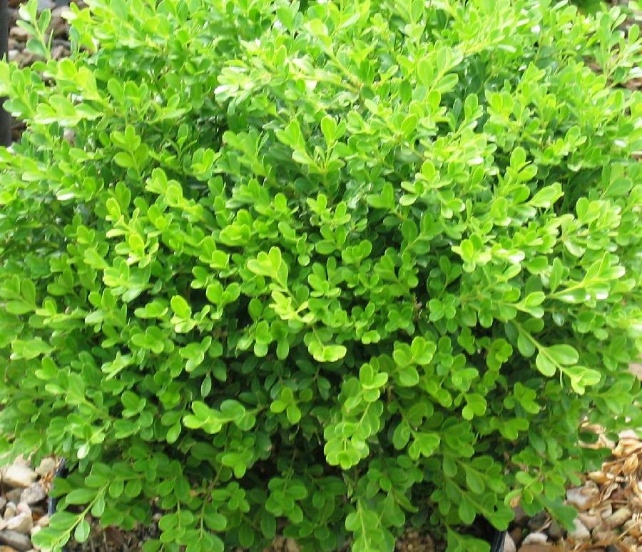 Buxus microphylla Franklins Gem — photo 1
