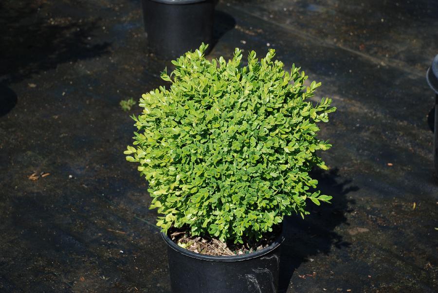 Buxus sempervirens — photo 1