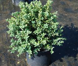Buxus sempervirens 'Newport Blue' — photo 1