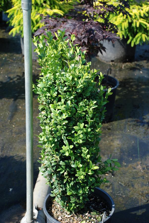 Buxus sempervirens 'Graham Blandy' — photo 1