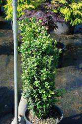 Buxus sempervirens 'Graham Blandy' — photo 1