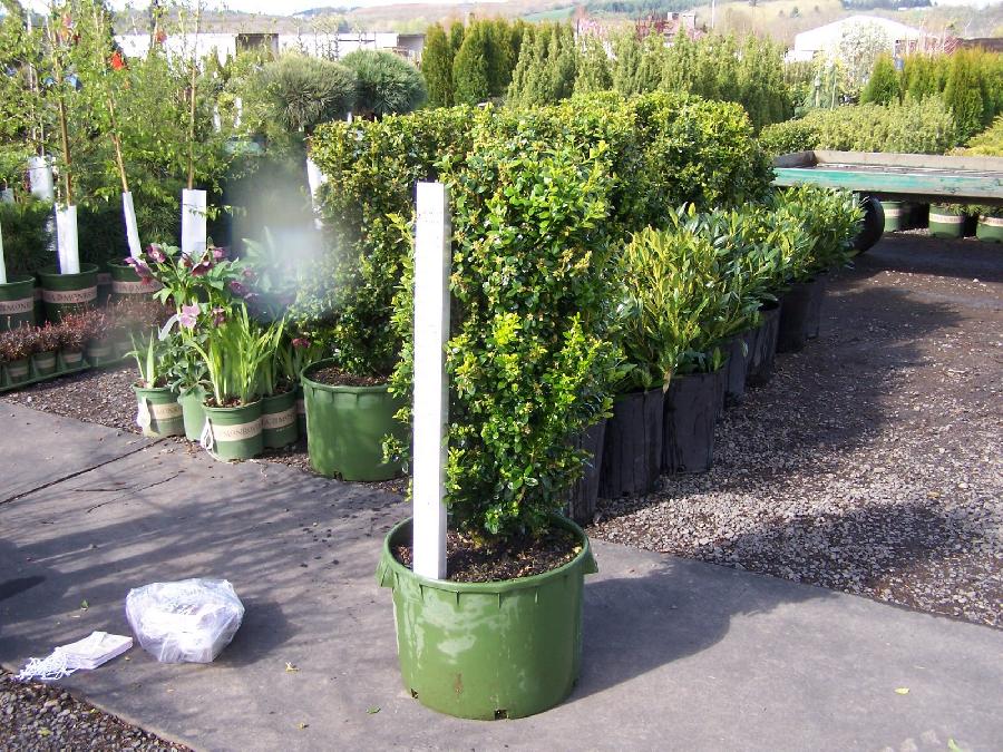 Buxus sempervirens Green Tower — photo 1