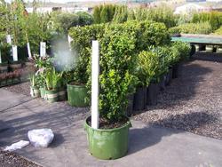 Buxus sempervirens Green Tower — photo 1