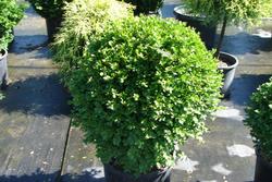 Buxus sempervirens Suffruticosa — photo 1