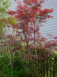 Acer palmatum 'Beni otake' — photo 1
