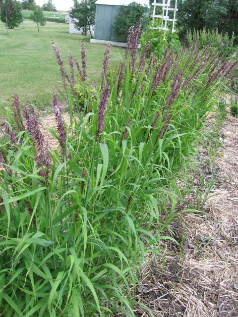 Calamagrostis acutiflora 'Avalanche' — photo 1