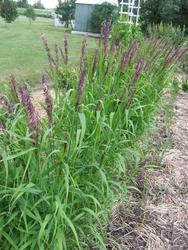 Calamagrostis acutiflora 'Avalanche' — photo 1