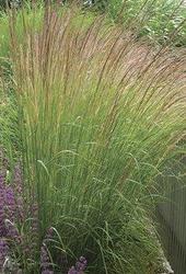 Calamagrostis acutiflora 'Karl Foerster' — photo 1