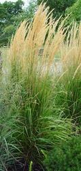 Calamagrostis acutiflora 'Overdam' — photo 1