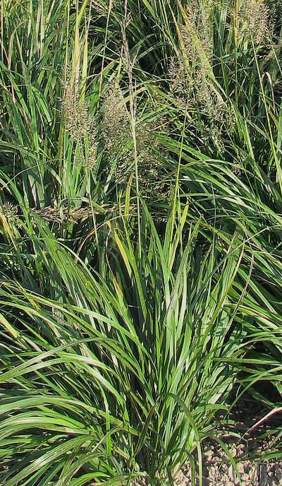 Calamagrostis brachytricha