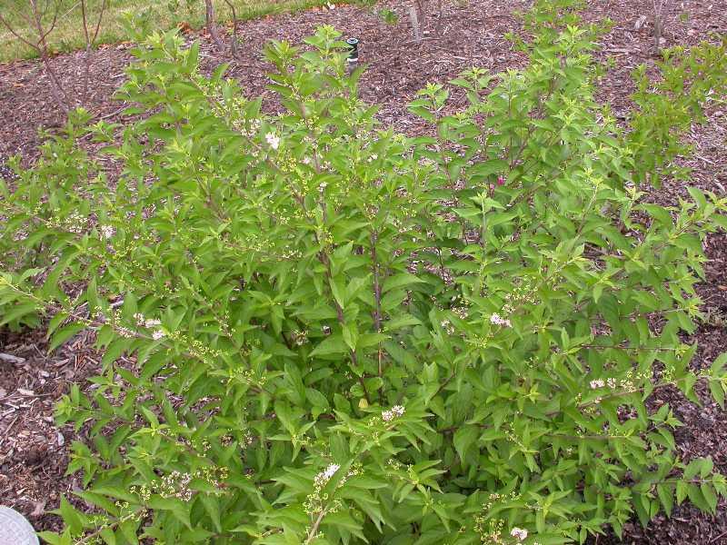 Callicarpa dichotoma Early Amethyst