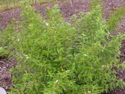 Callicarpa dichotoma Early Amethyst — photo 1