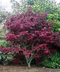 Acer palmatum 'Beni otake' — photo 2