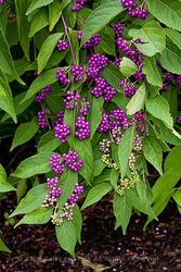 Callicarpa dichotoma 'Issai' — photo 1