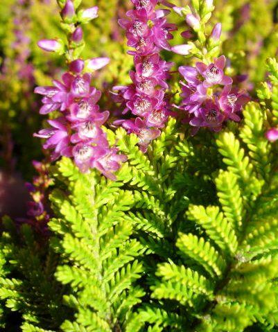 Calluna 'Sir John Charrington — photo 1