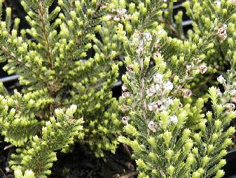 Calluna vulgaris Alba Jae