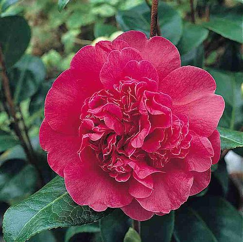 Camellia Anticipation