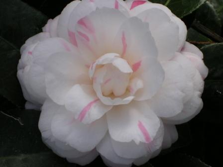 Camellia April Dawn