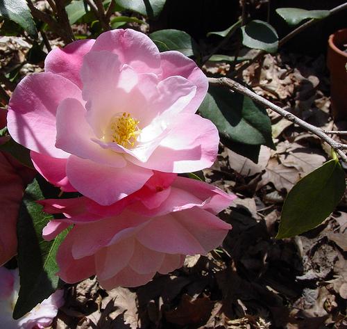 Camellia April Remembered