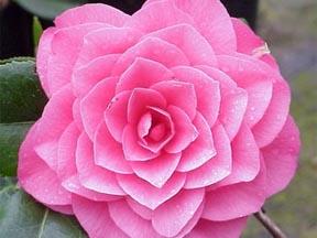 Camellia April Rose — photo 1