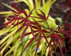 Acer palmatum 'Beni otake' — photo 3