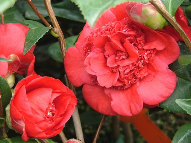 Camellia April Tryst — photo 1