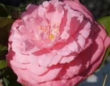 Camellia Betty Sette