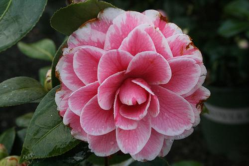 Camellia ca Jordans Pride