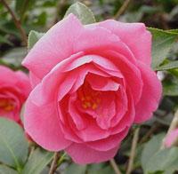 Camellia Christmas Rose